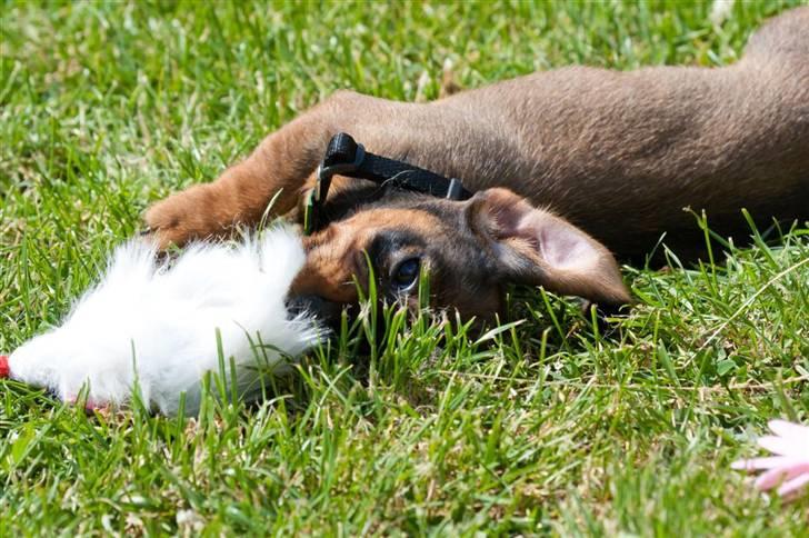 Gravhund Igor billede 8