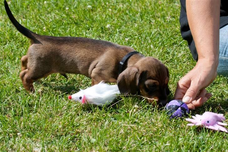 Gravhund Igor billede 9