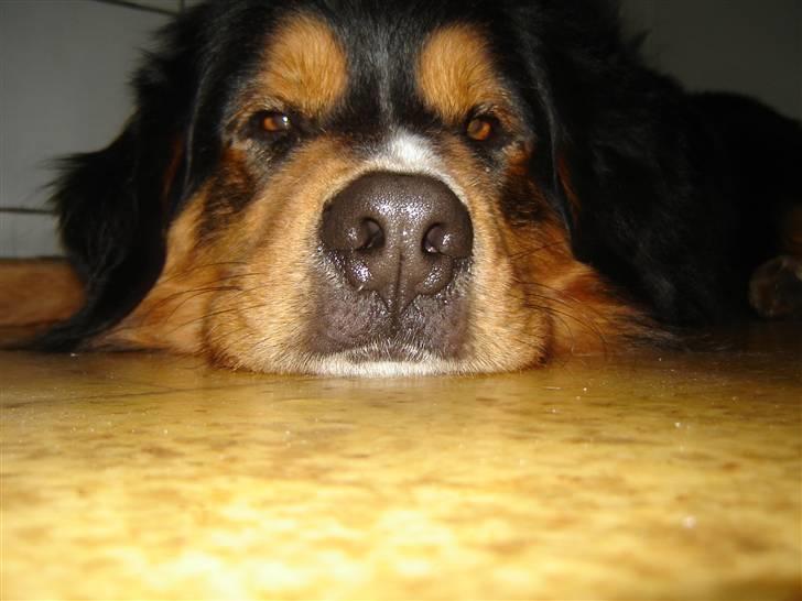 Berner sennenhund :D Bamse :D  - Ejh... Hvor jeg dog keder mig :D Skal vi ikke gå ud og lege? :b billede 9