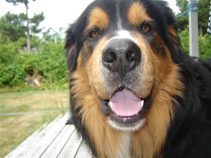 Berner sennenhund :D Bamse :D  - I sommerhus ved Ristinge på Langland :) Dejlige Bamse! <3 billede 10