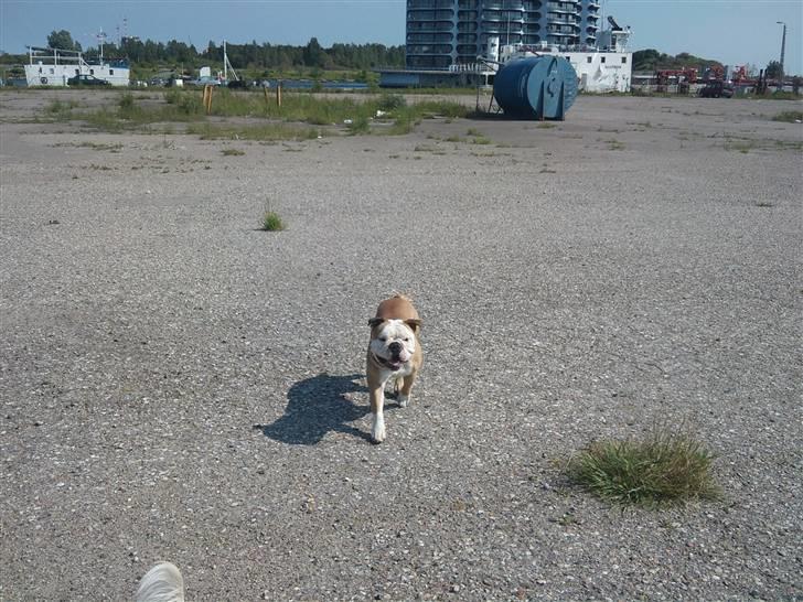 Olde english bulldogge Oscar billede 9