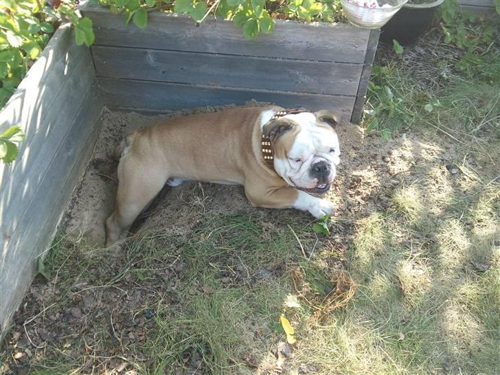 Olde english bulldogge Oscar billede 10