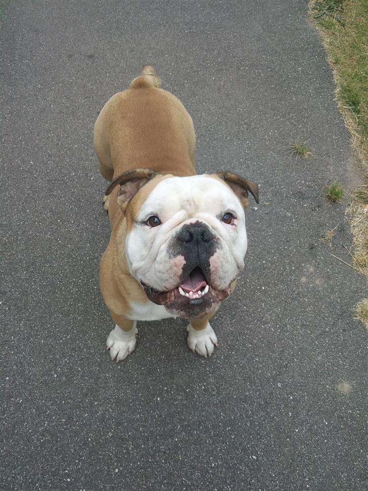Olde english bulldogge Oscar billede 11