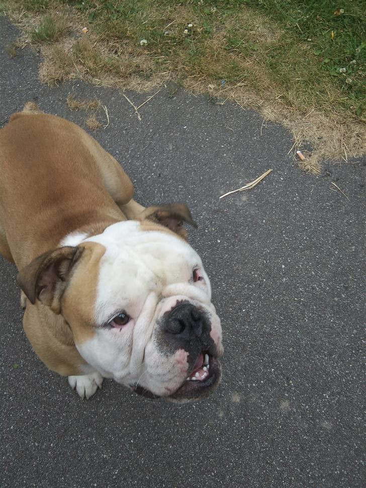 Olde english bulldogge Oscar billede 12