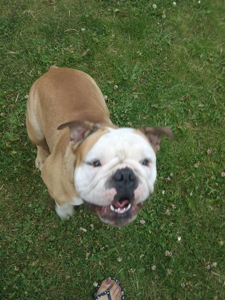 Olde english bulldogge Oscar billede 13