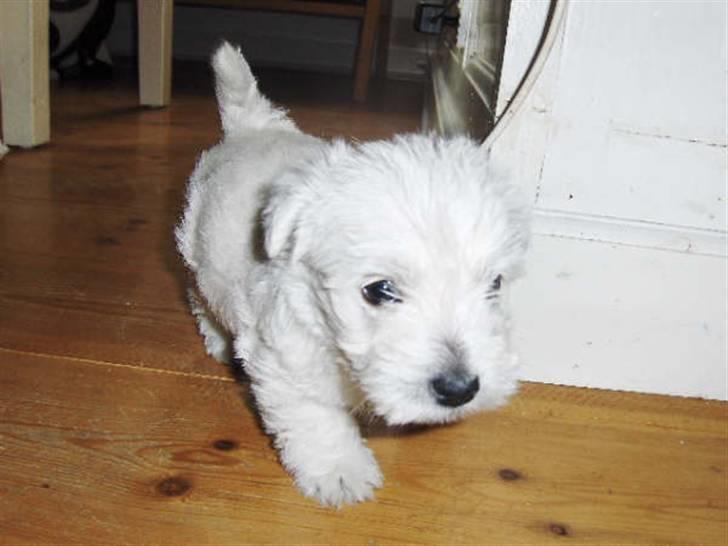 West highland white terrier Sofus - inden vi fik Sofus:-) billede 9