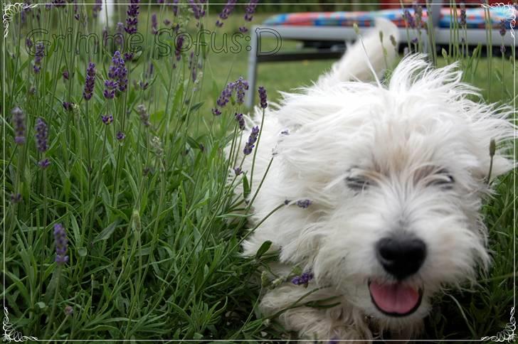 West highland white terrier Sofus - en fræk lang håret sofus der elsker langt græs:-) billede 10