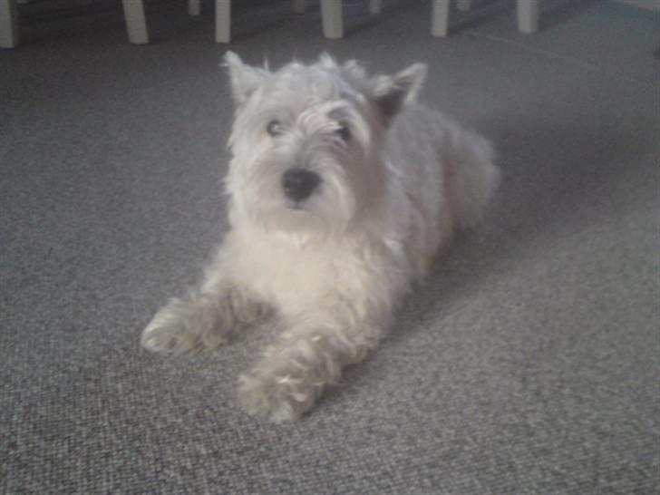 West highland white terrier Sofus billede 11