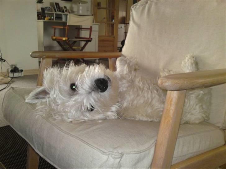 West highland white terrier Sofus - Sofus der ligger i hans stol, den er der INGEN der må tage. så skal han ihvertfald sidde på deres lår hvis de skal sidde i hans stol:-) billede 12