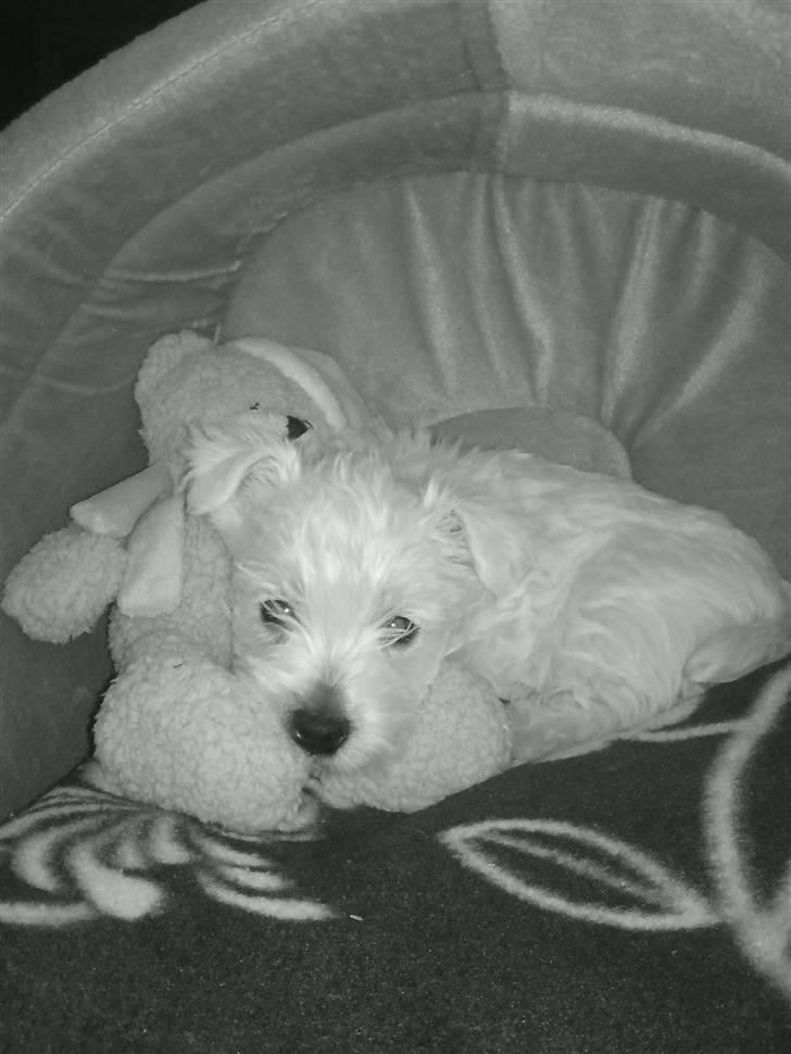 West highland white terrier Sofus - Sofus med hans første bamse:-)        (den første dag vi havde ham) billede 13