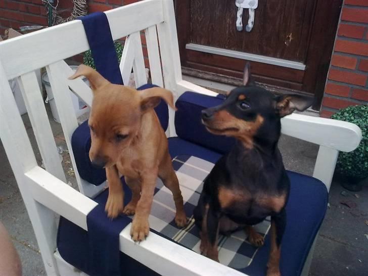 Dvaergpinscher Tito aka Ote mus - Vi tigger da ik :D billede 18