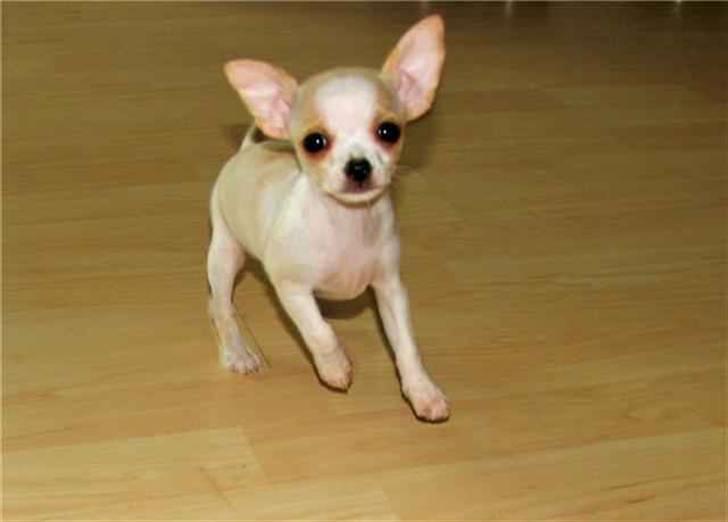 Chihuahua Chanel - Chanel da han var 10 uger gammel billede 2