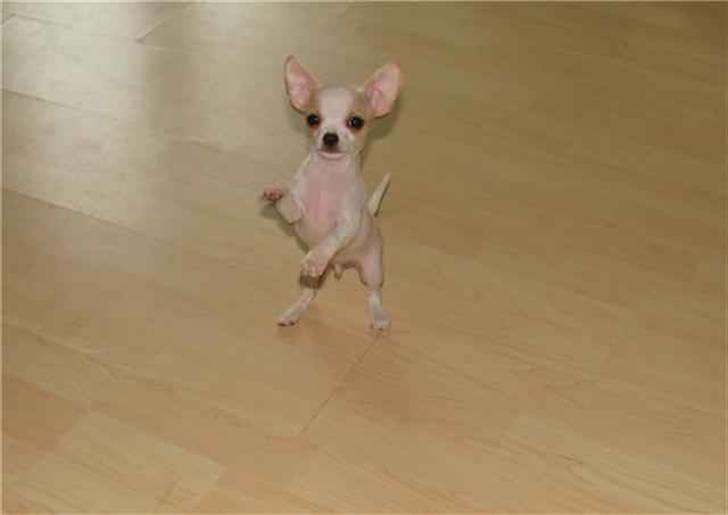 Chihuahua Chanel - Se jeg kan danse  billede 3