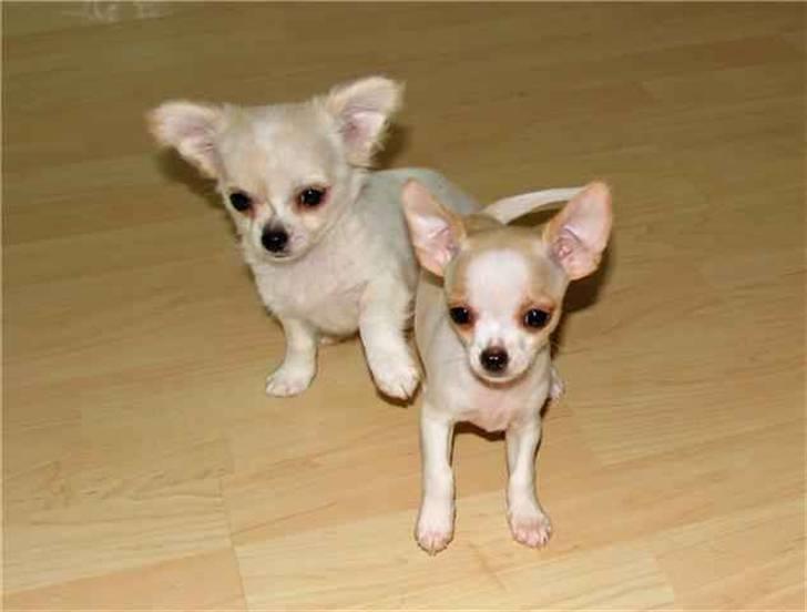 Chihuahua Chanel - Chanel sammen med sin bror Amigo billede 4