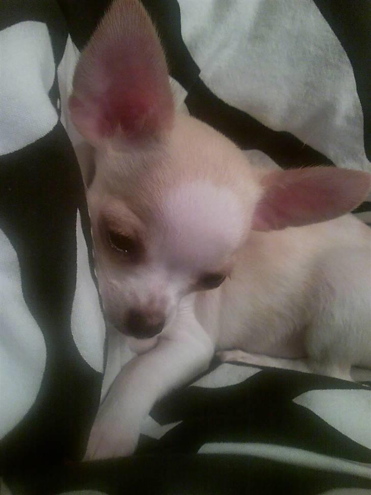 Chihuahua Chanel billede 5