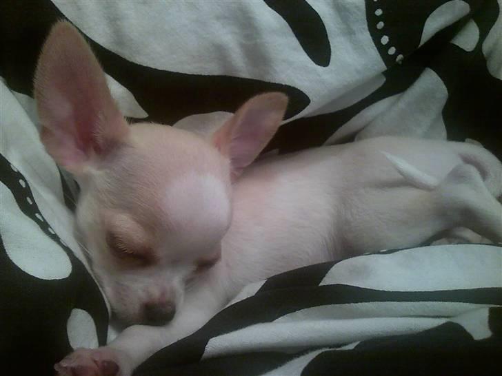 Chihuahua Chanel billede 6