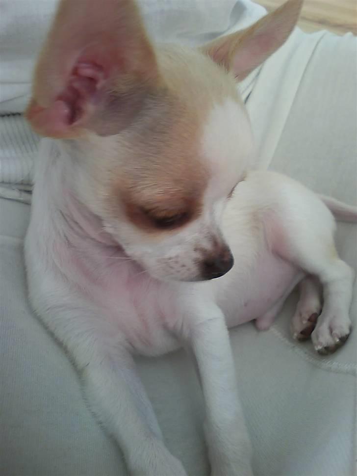 Chihuahua Chanel billede 7