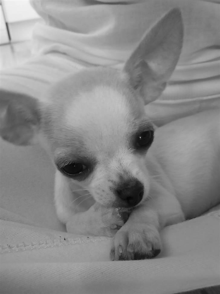 Chihuahua Chanel billede 8