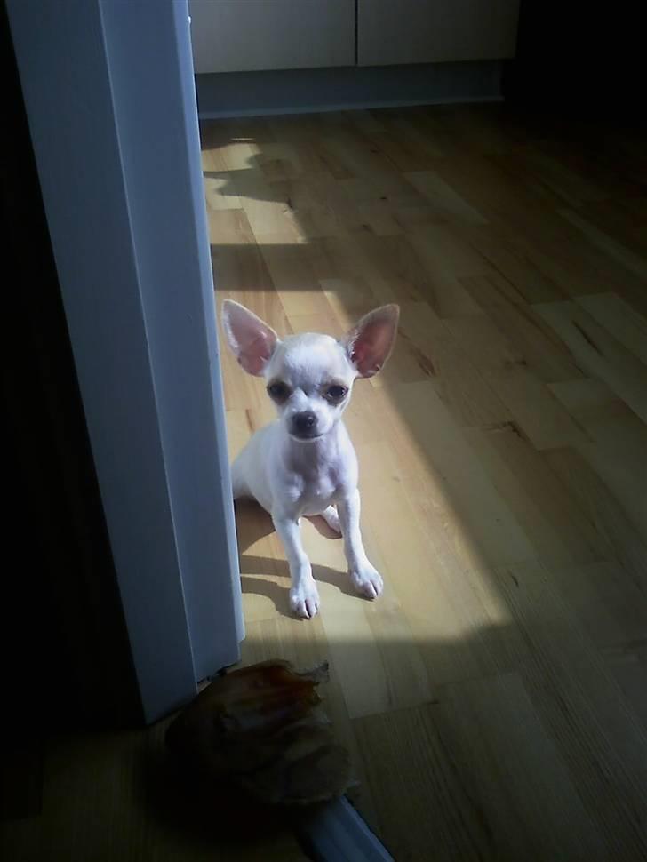 Chihuahua Chanel billede 9
