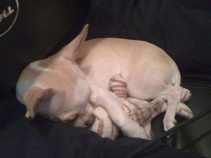 Chihuahua Chanel billede 10