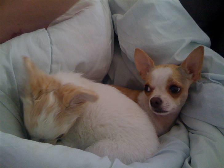 Chihuahua Chanel billede 11