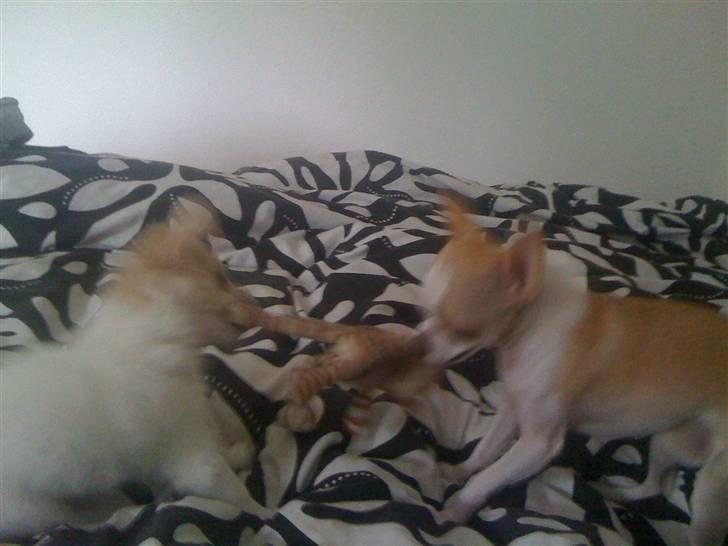 Chihuahua Chanel billede 12