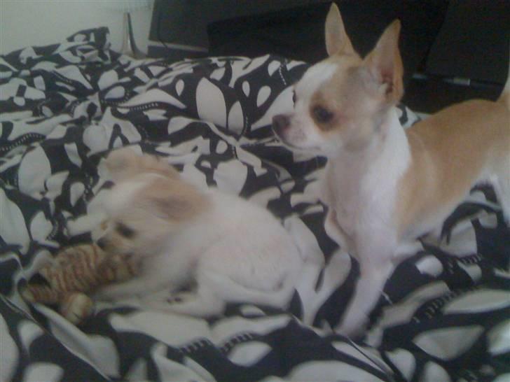 Chihuahua Chanel billede 13