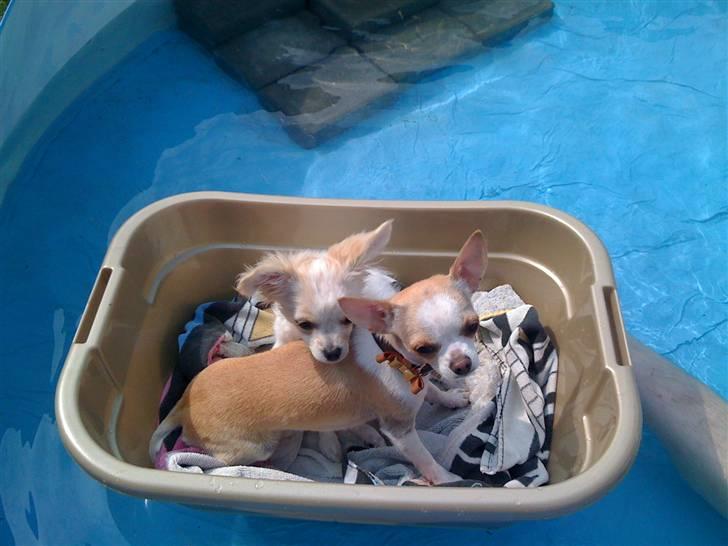 Chihuahua Chanel billede 14