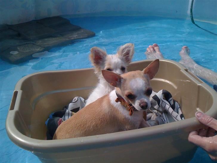 Chihuahua Chanel billede 15