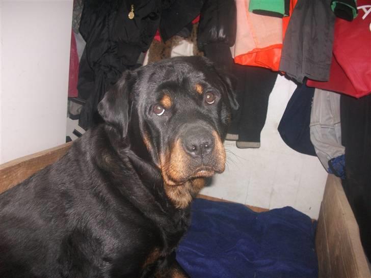 Rottweiler Fighter billede 20