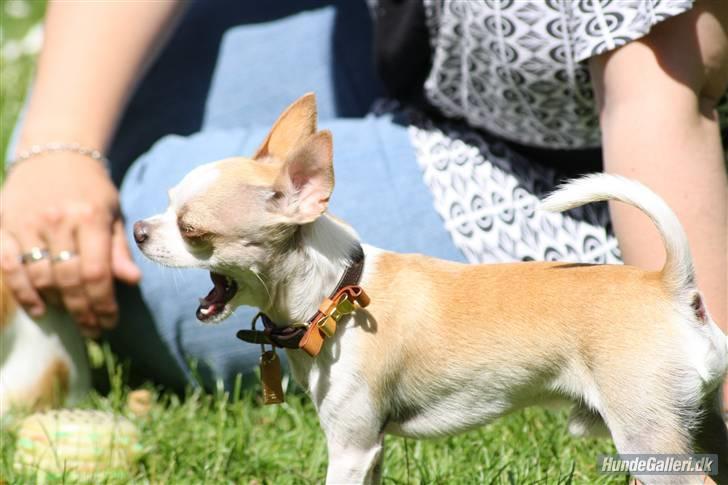 Chihuahua Chanel billede 16