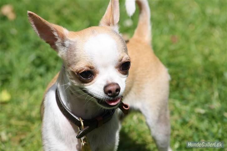 Chihuahua Chanel billede 17