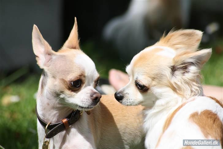 Chihuahua Chanel billede 18