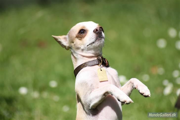 Chihuahua Chanel billede 19