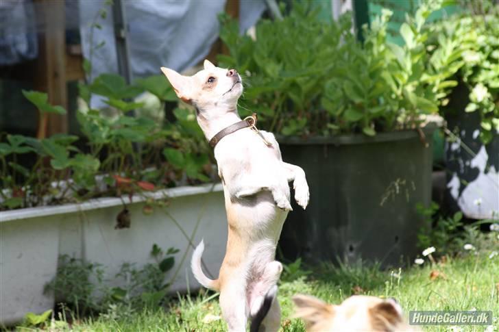 Chihuahua Chanel billede 20