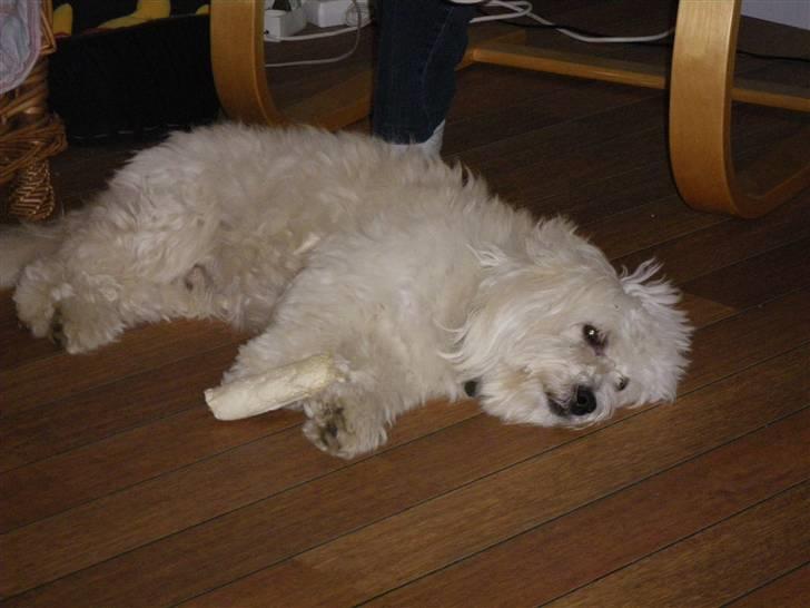 Coton de tulear Buller billede 12