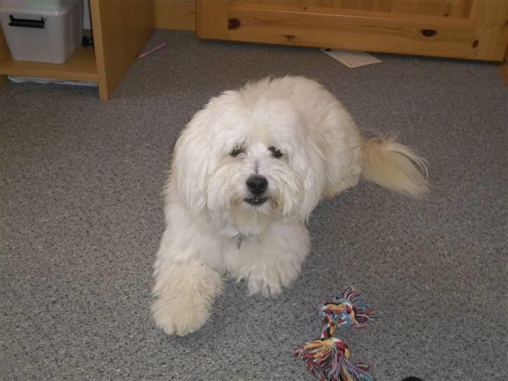 Coton de tulear Buller billede 13