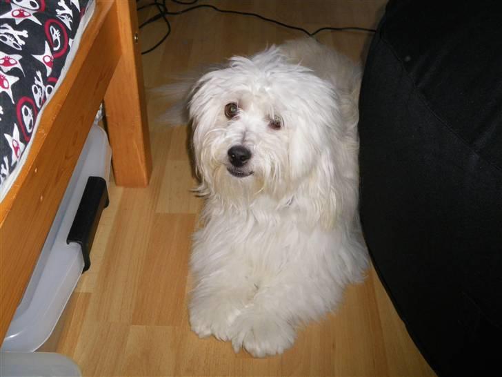 Coton de tulear Buller billede 14