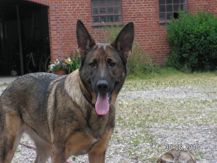 Schæferhund Kweo's Porsche - Porsche i gården <3 - sommer 2010 billede 20