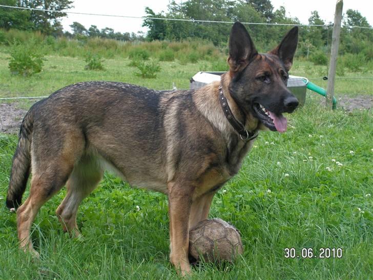 Schæferhund Kweo's Porsche - Porsche med sin elskede bold :-) Sommeren 2010 billede 21
