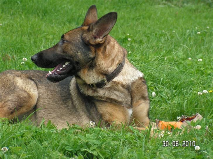 Schæferhund Kweo's Porsche - Sommeren 2010 :) billede 23