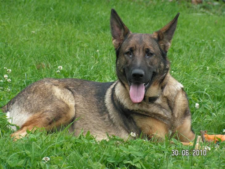 Schæferhund Kweo's Porsche - Sommer 2010 billede 24