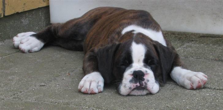 Boxer cesi billede 1