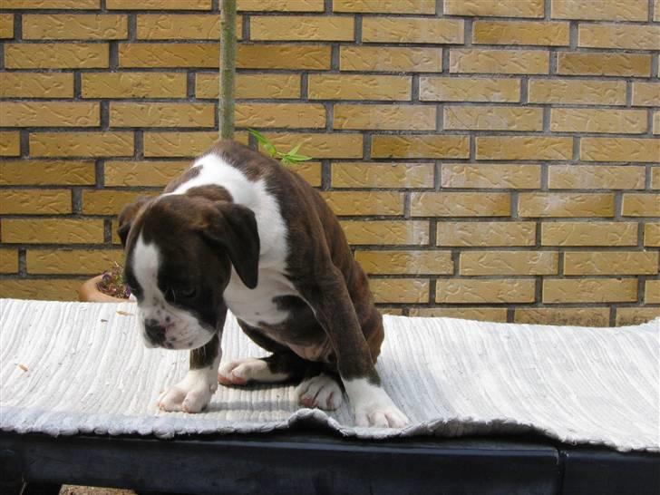 Boxer cesi billede 2