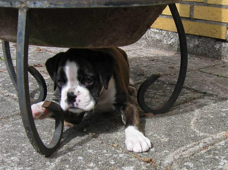 Boxer cesi billede 3