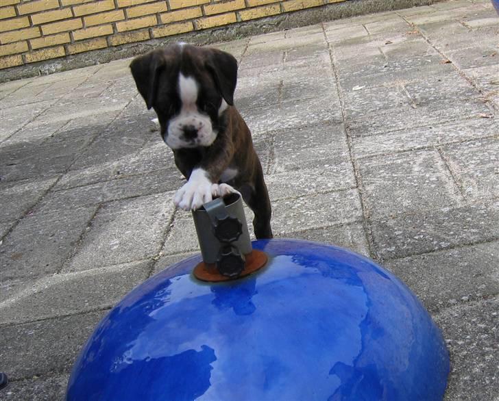 Boxer cesi billede 4