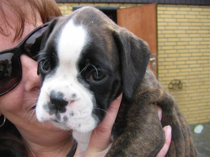 Boxer cesi billede 5