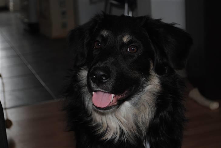 Blanding af racer Buddha - Hej og velkommen til min profil ! billede 1