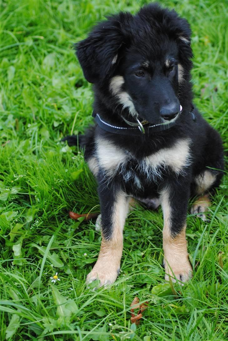 Blanding af racer Buddha billede 2