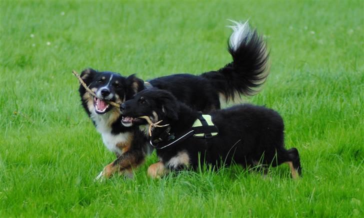 Blanding af racer Buddha - Legede med pind sammen med Basil :´D! billede 3